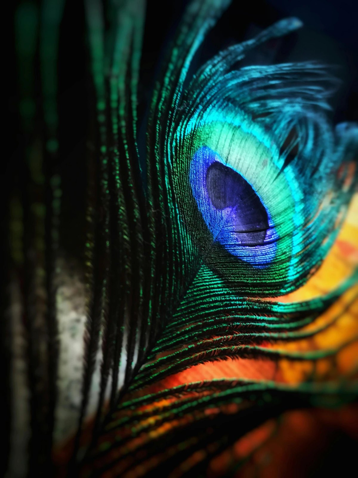 Arte gráfica autoral